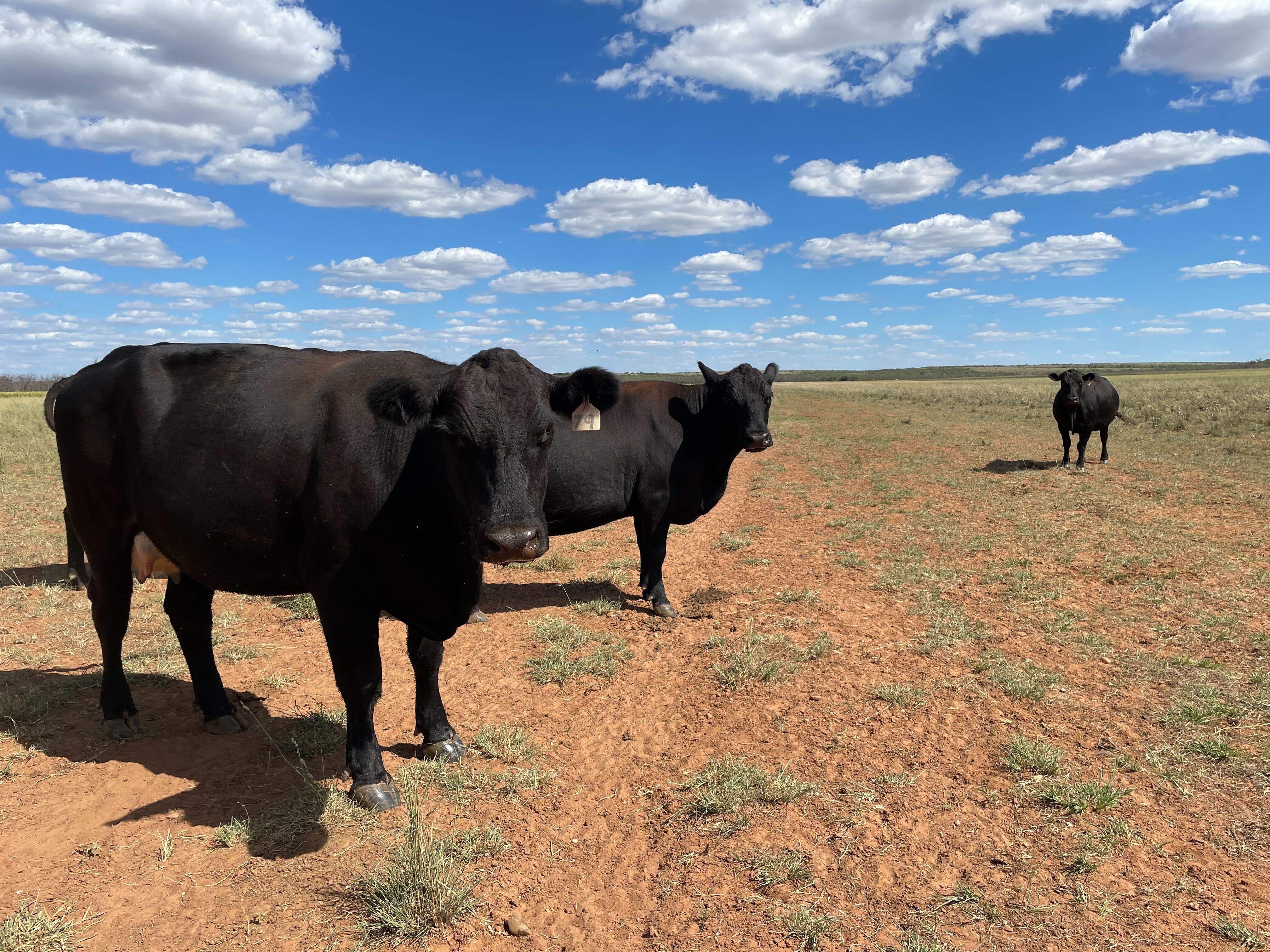 Ranching To Improve Resilience