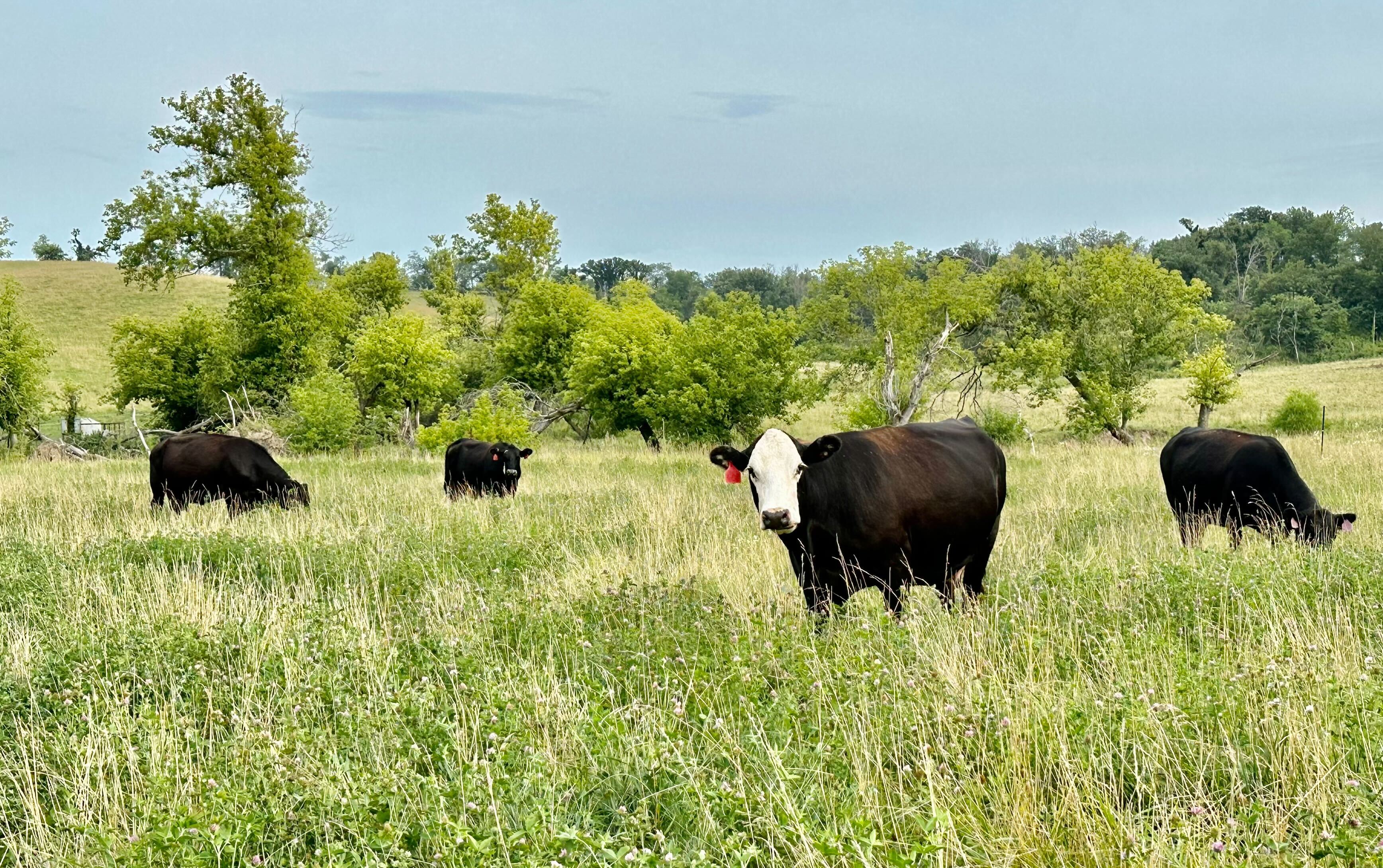 Carbon Ranching: A Win For Your Pasture and Your Pockets