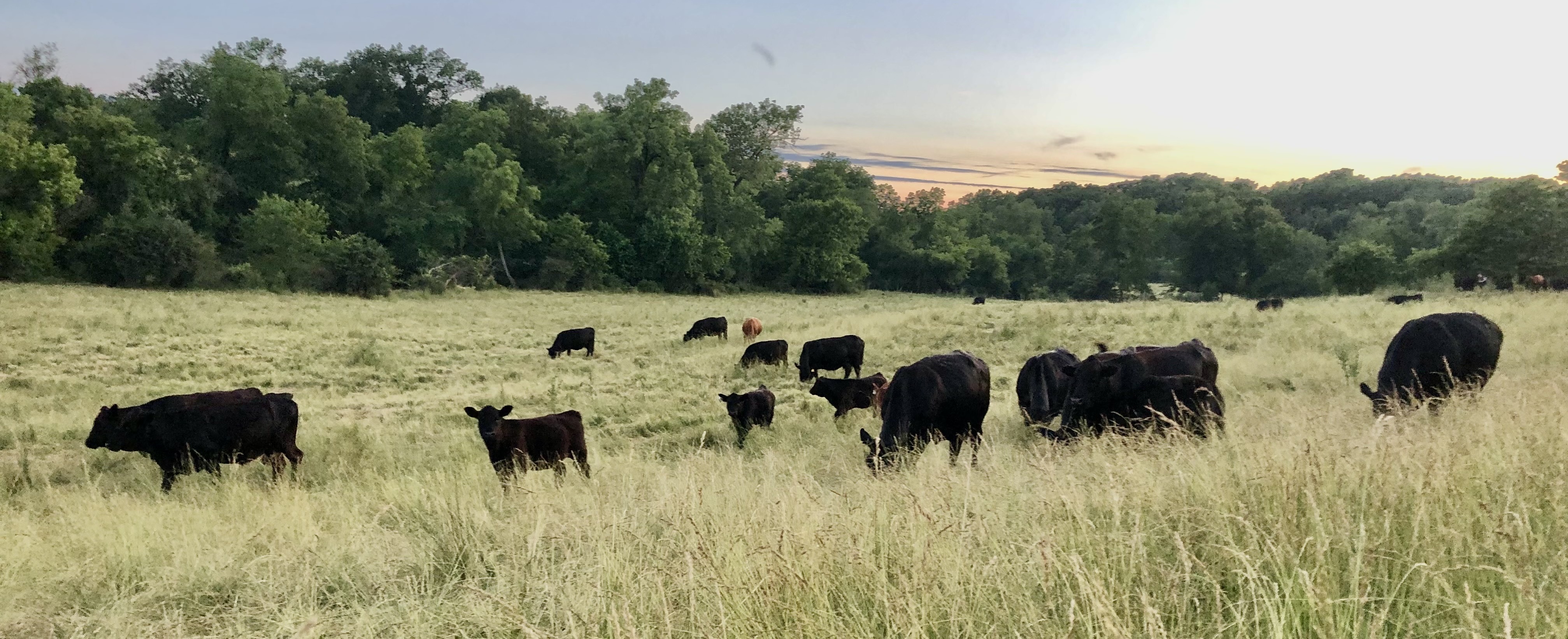 How Rotational Grazing Can Benefit Ranchers
