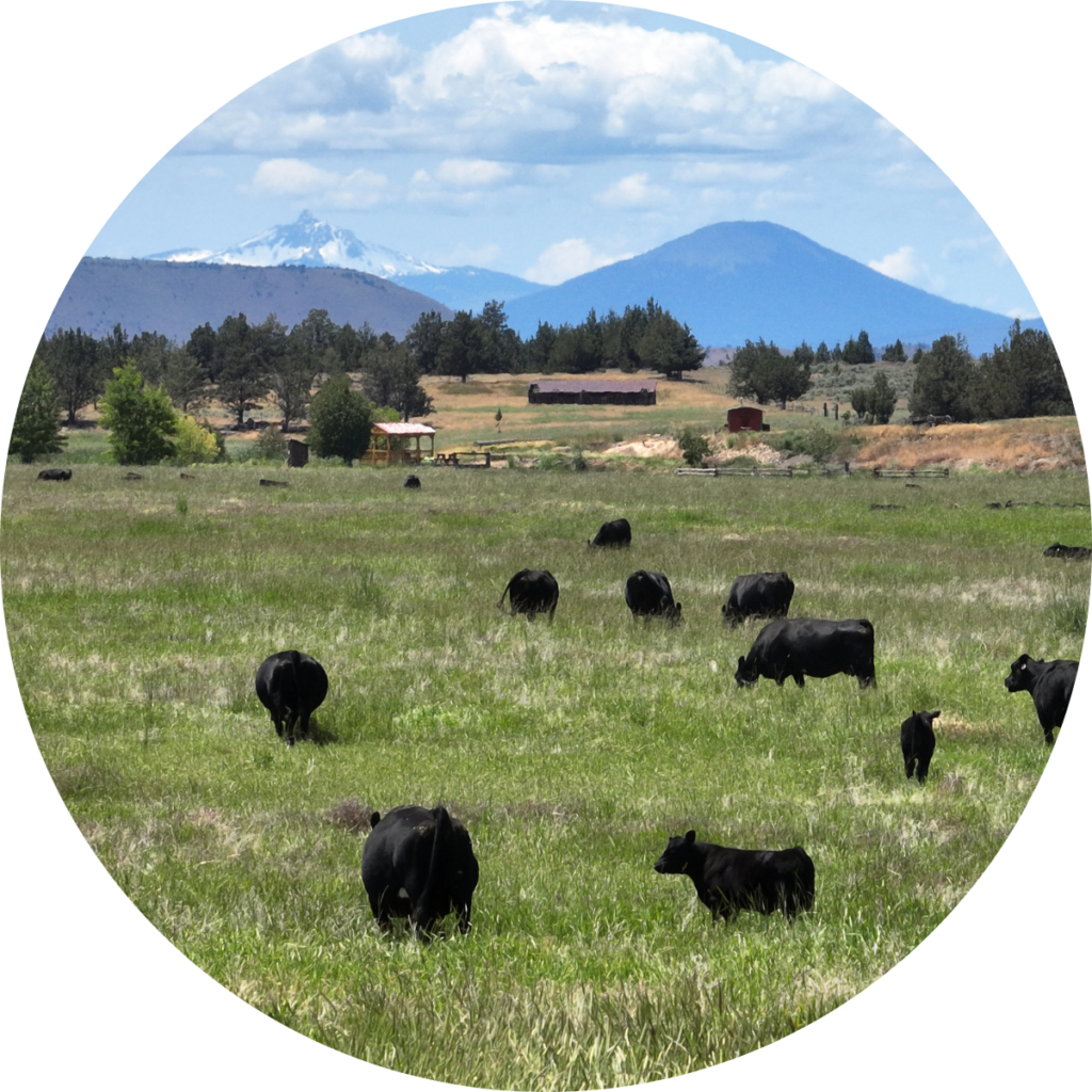 Rancher Spotlight: Fessler Angus