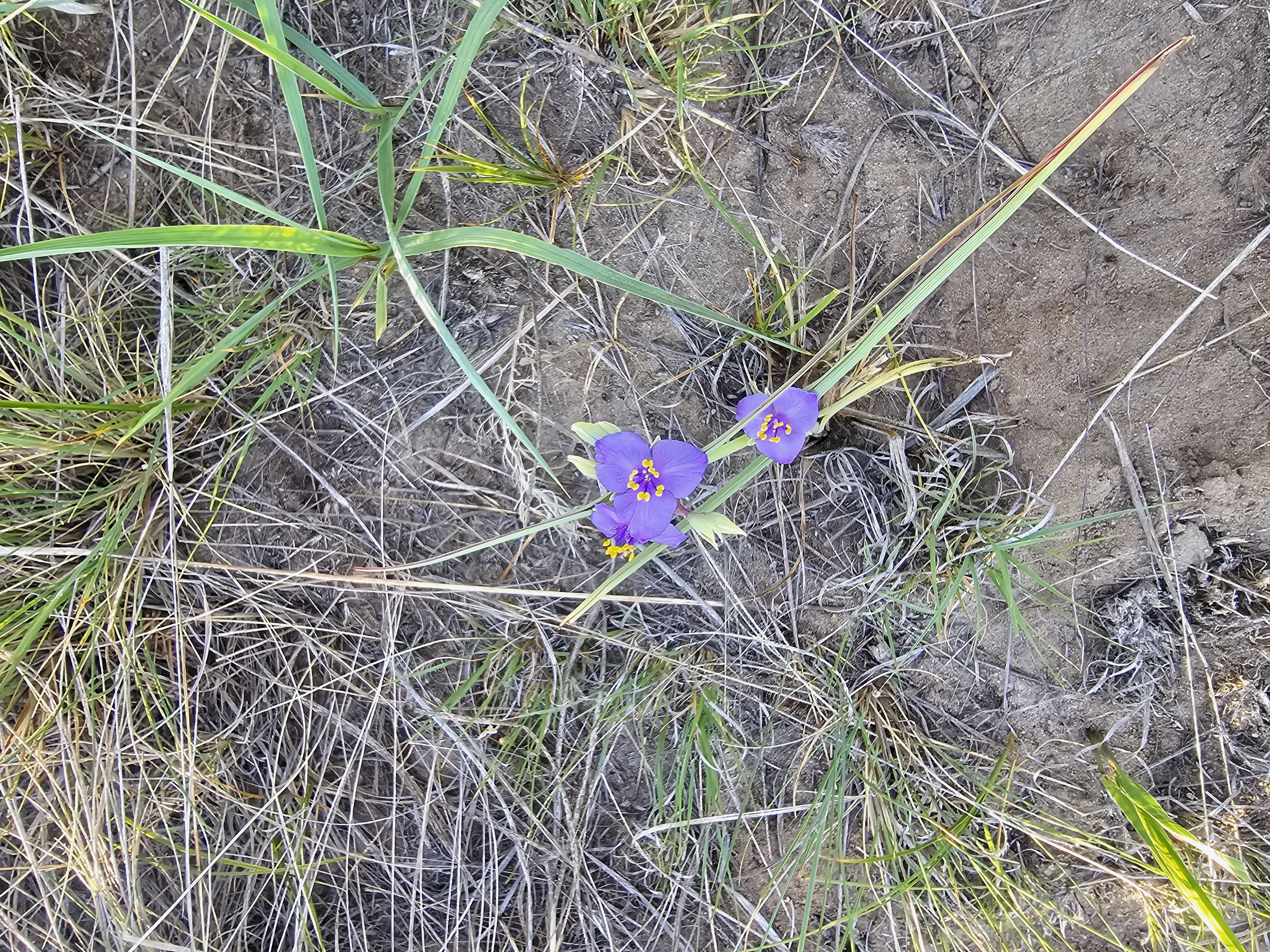 biodiversity