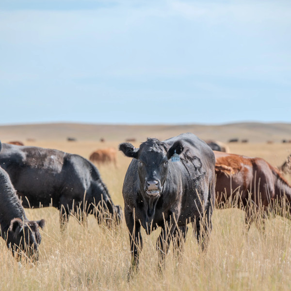 A group of black and brown cows pasturing