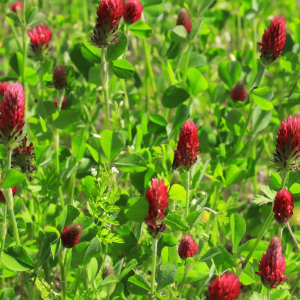 Some red flowers blooming